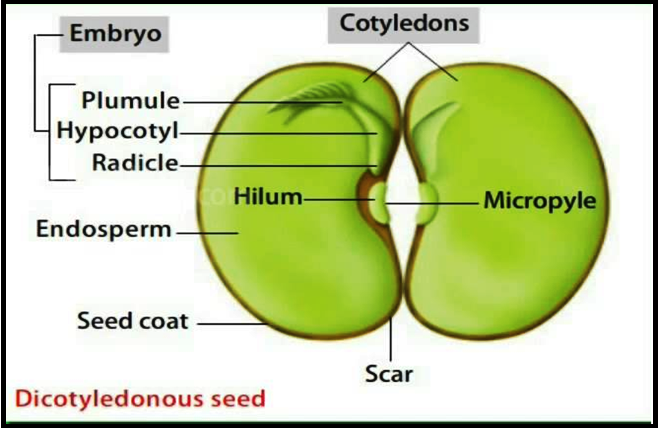 Image result for dicot seed